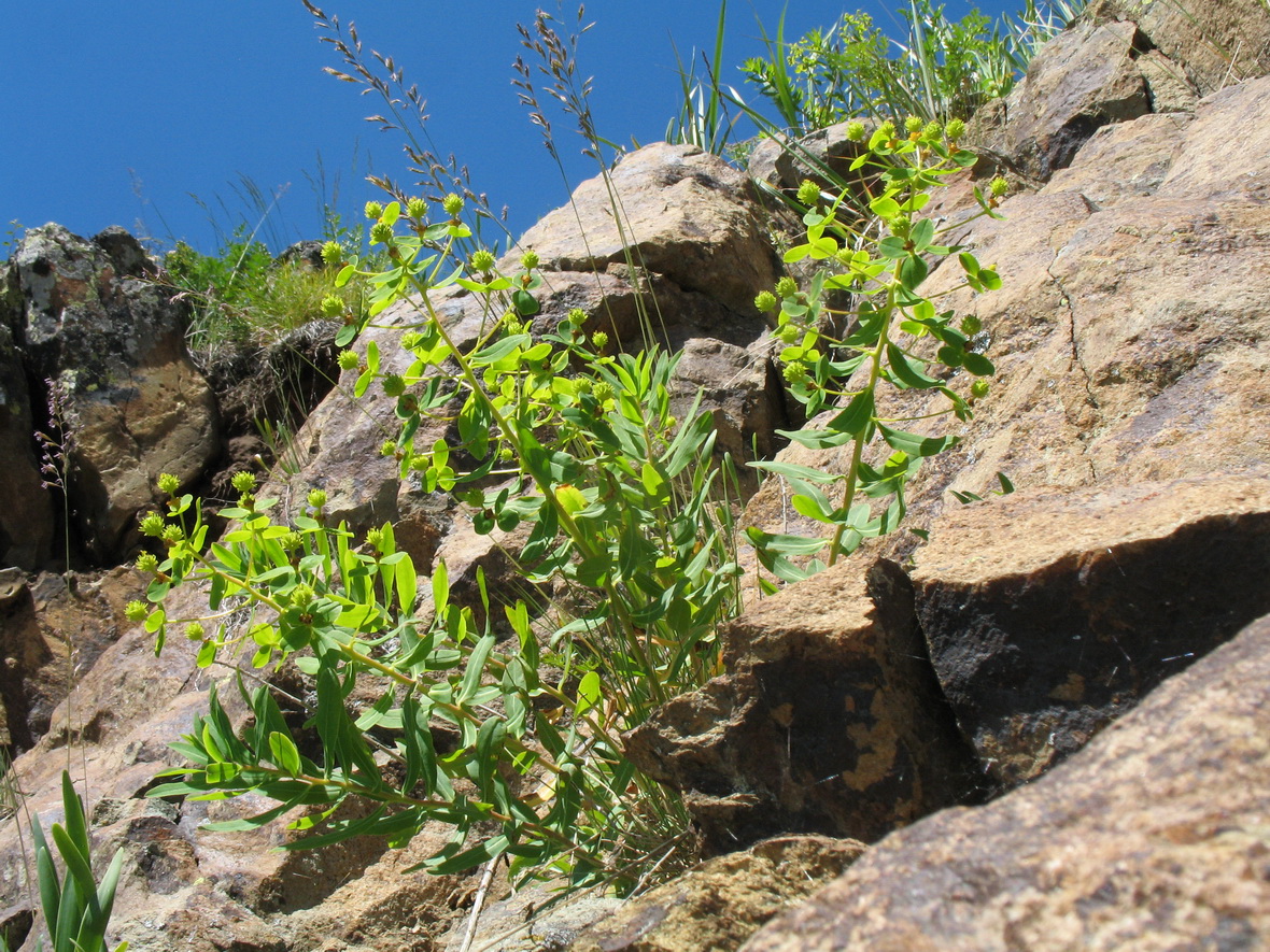 Image of Euphorbia macrorhiza specimen.