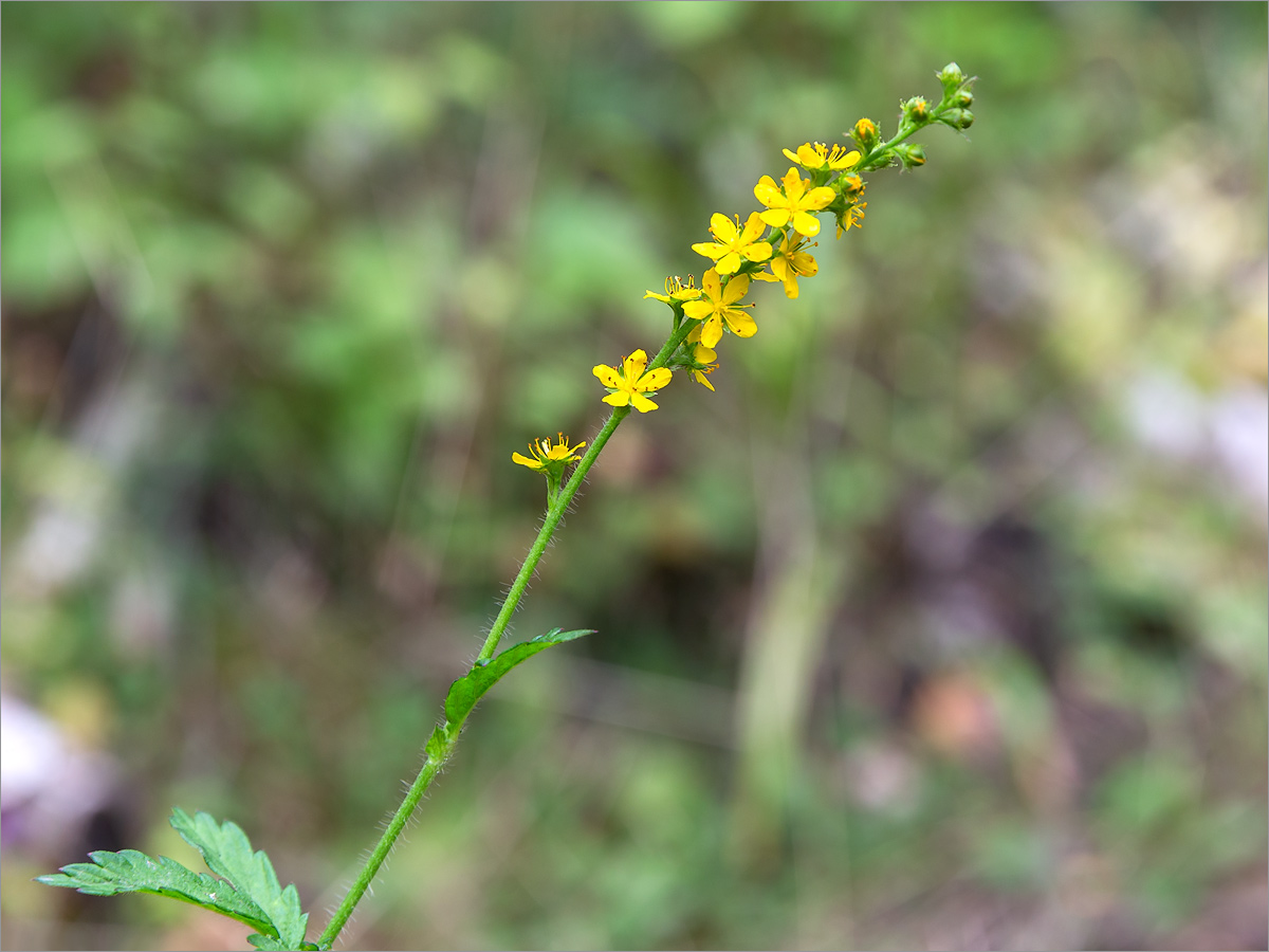 Image of Agrimonia pilosa specimen.