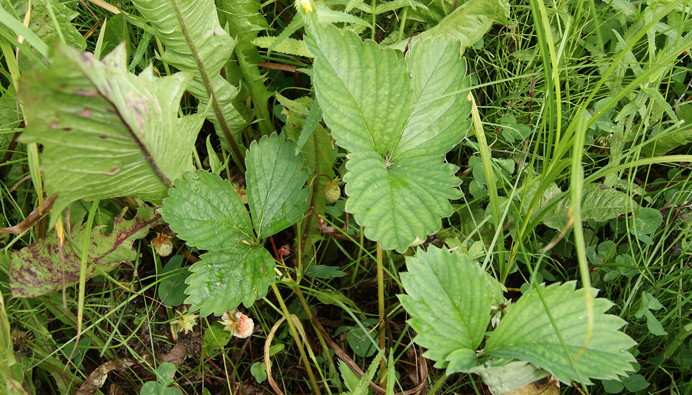 Image of Fragaria &times; ananassa specimen.