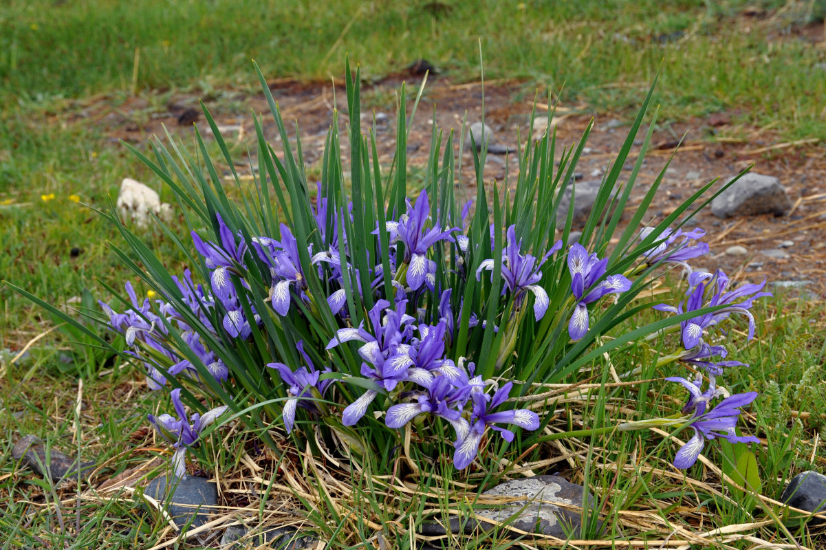 Image of Iris pallasii specimen.