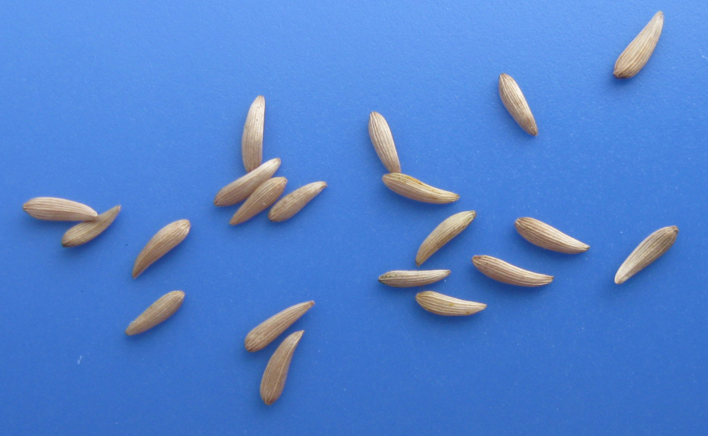Image of Lapsana intermedia specimen.