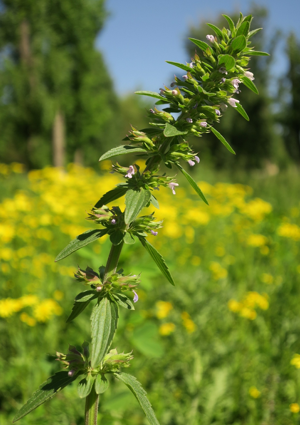 Изображение особи Dracocephalum thymiflorum.