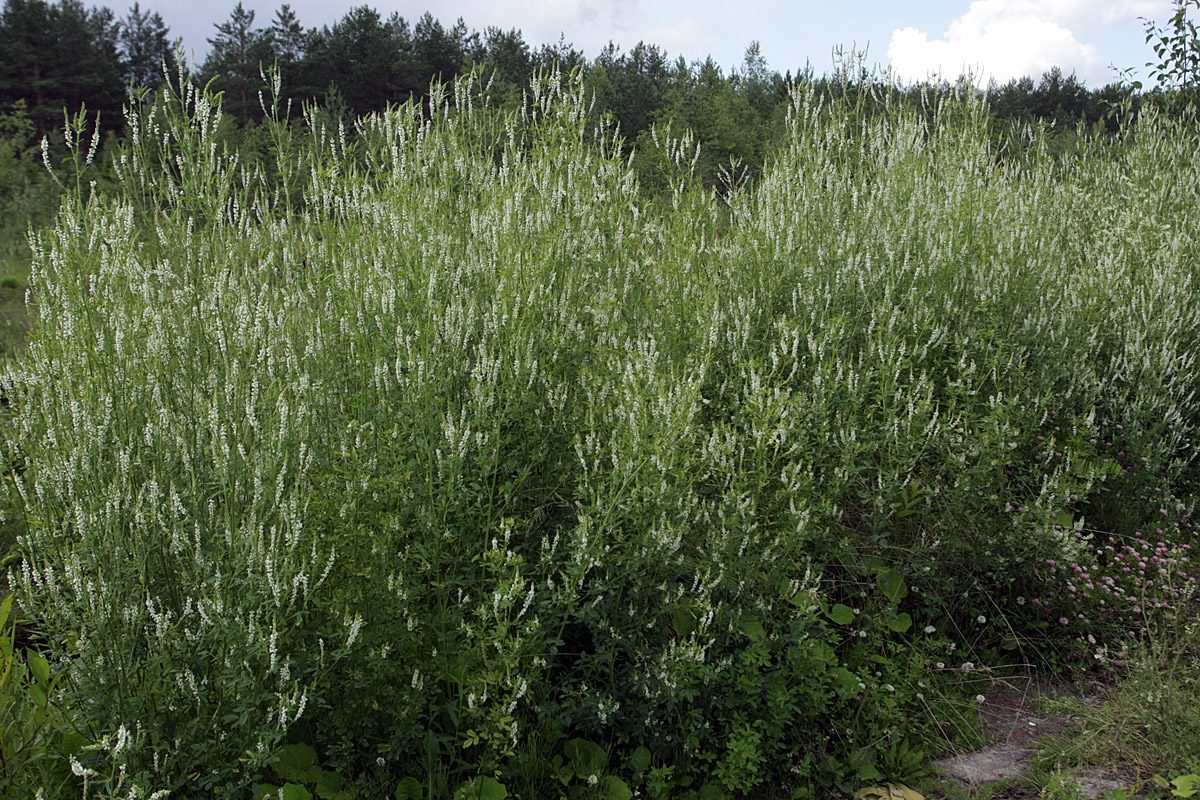 Изображение особи Melilotus albus.