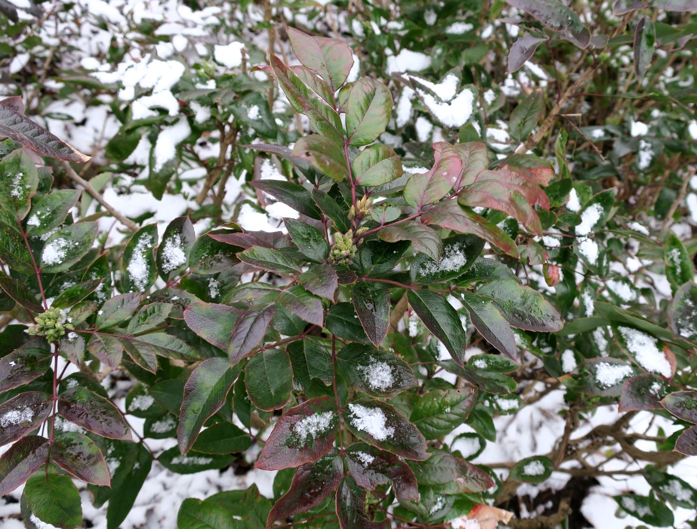 Image of Mahonia aquifolium specimen.