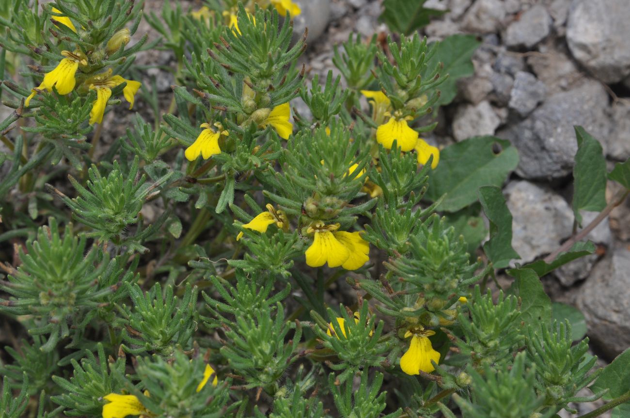 Image of Ajuga chia specimen.