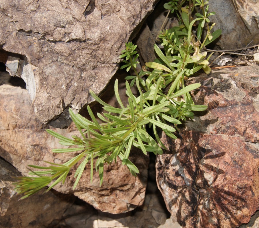 Image of Galium aparine specimen.