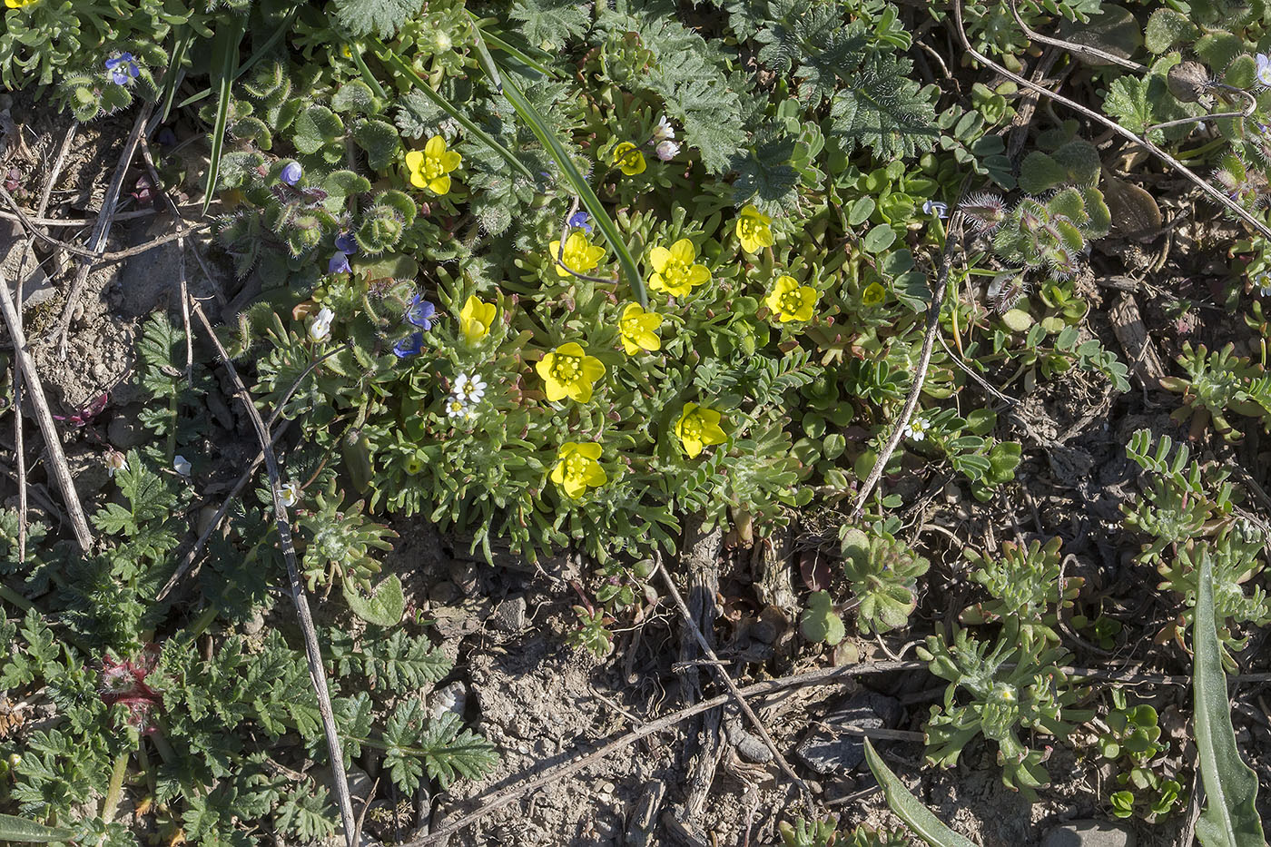 Изображение особи Ceratocephala falcata.