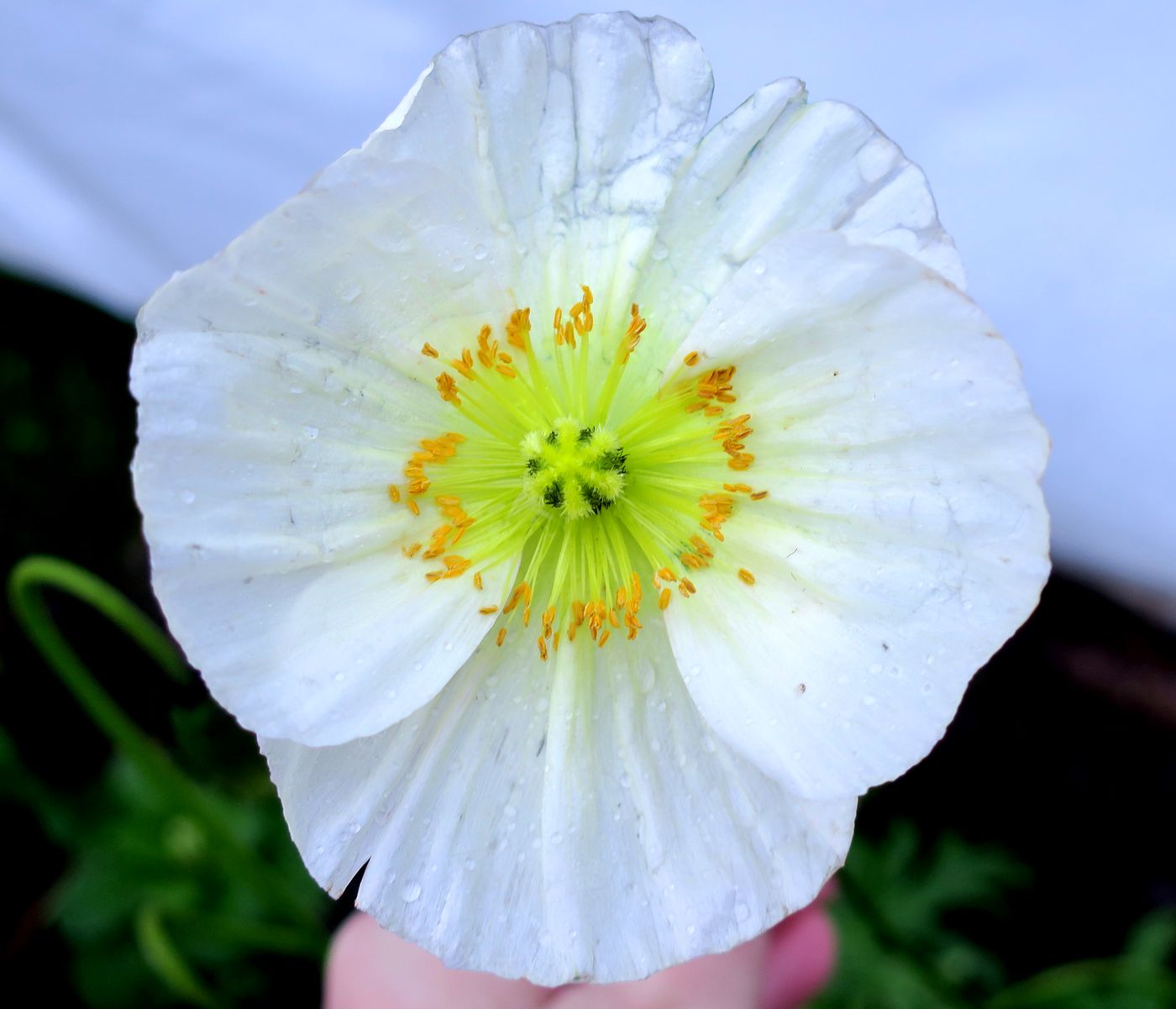 Изображение особи Papaver rhoeas.