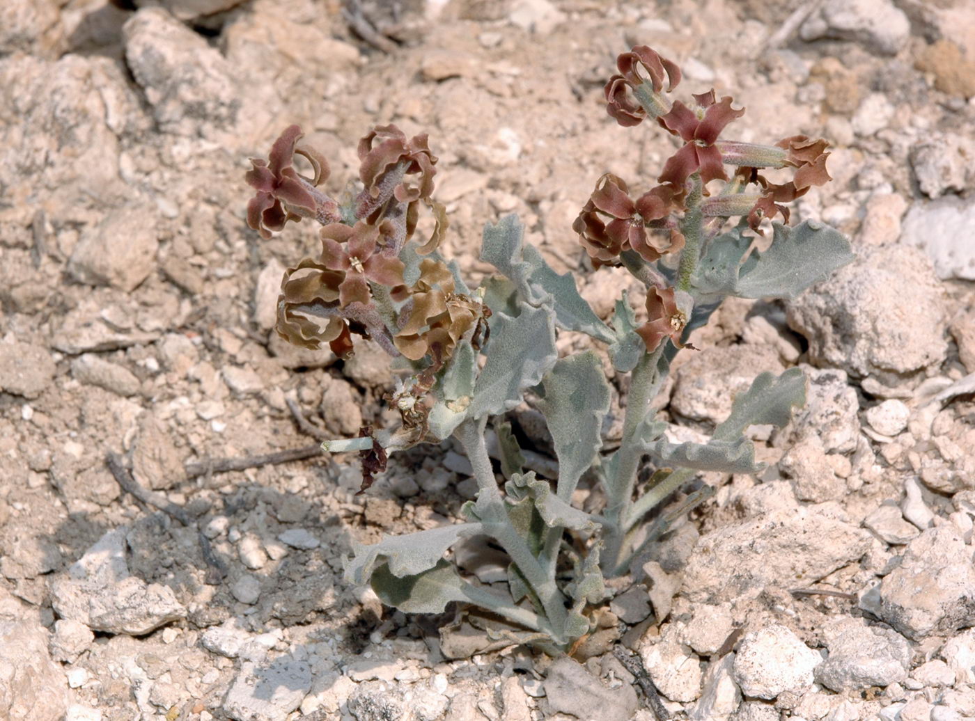 Изображение особи Matthiola robusta.