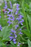 Nepeta nervosa