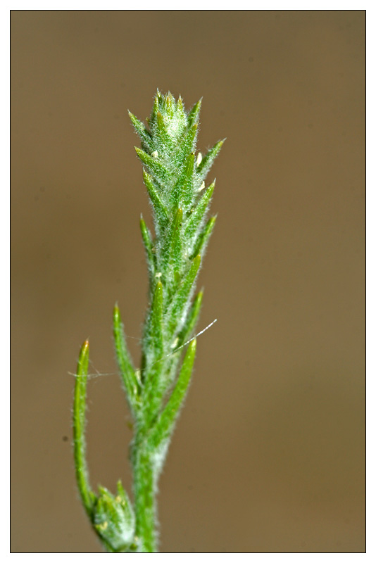 Image of Corispermum hyssopifolium specimen.