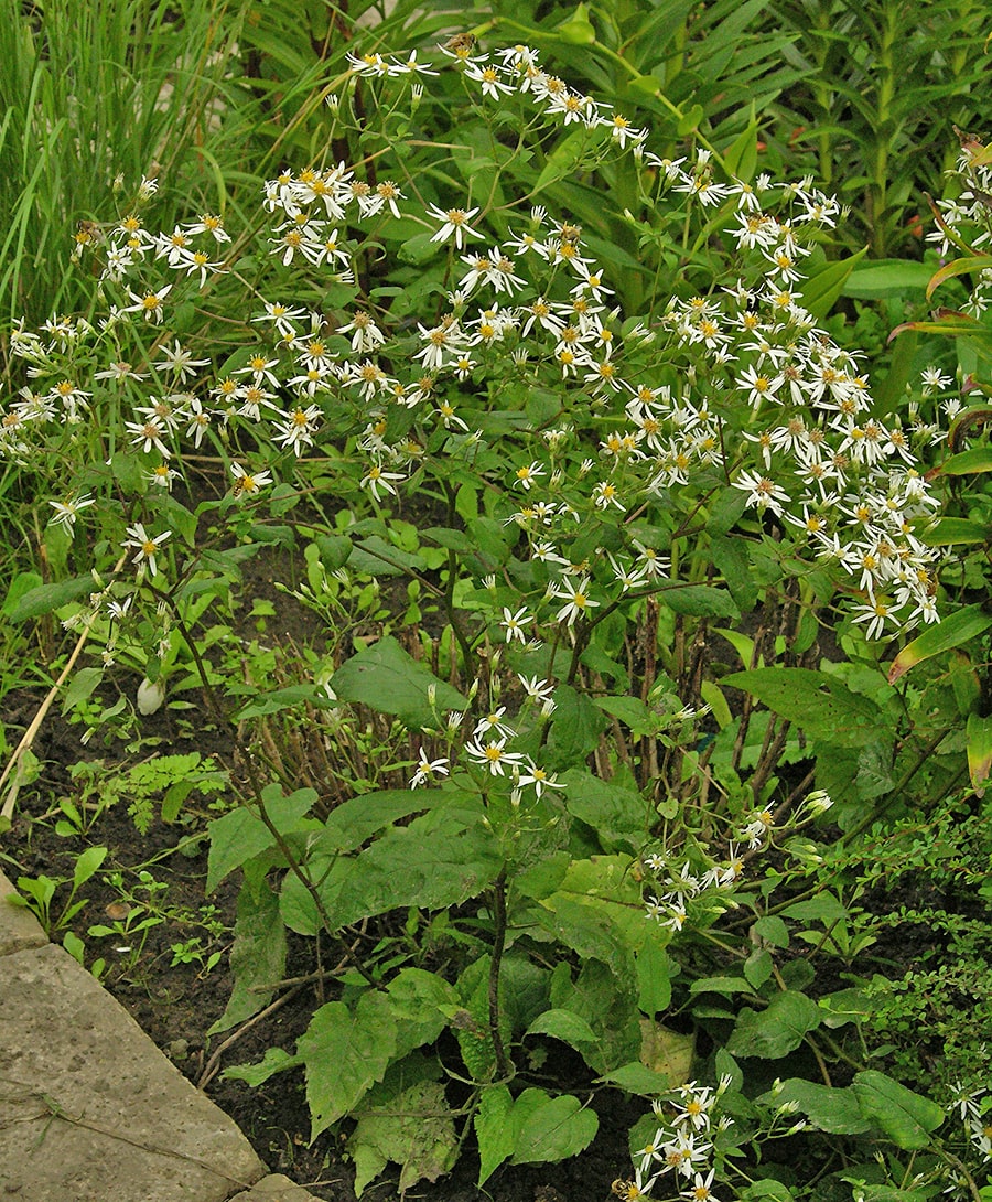 Изображение особи Eurybia divaricata.