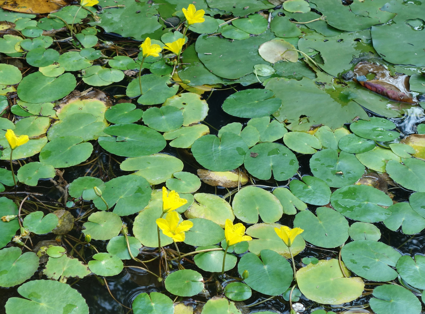 Image of Nymphoides peltata specimen.