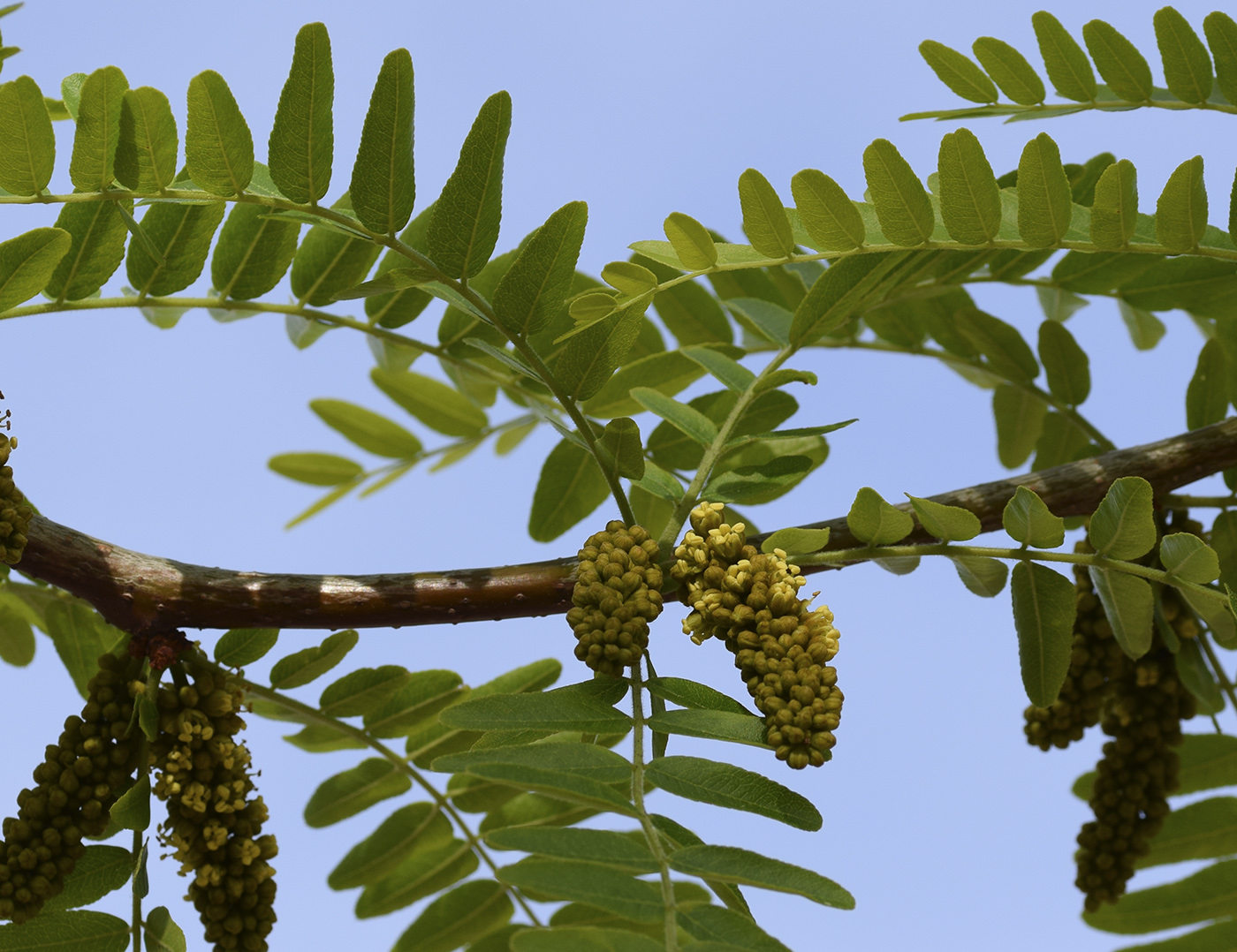 Изображение особи Gleditsia triacanthos var. laevis.