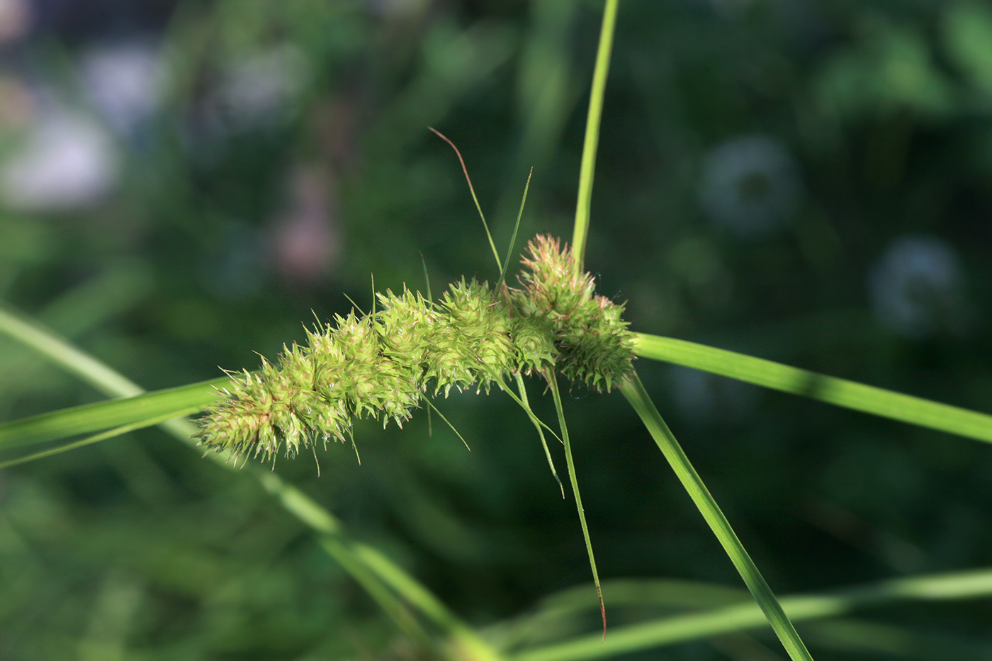 Изображение особи Carex neurocarpa.