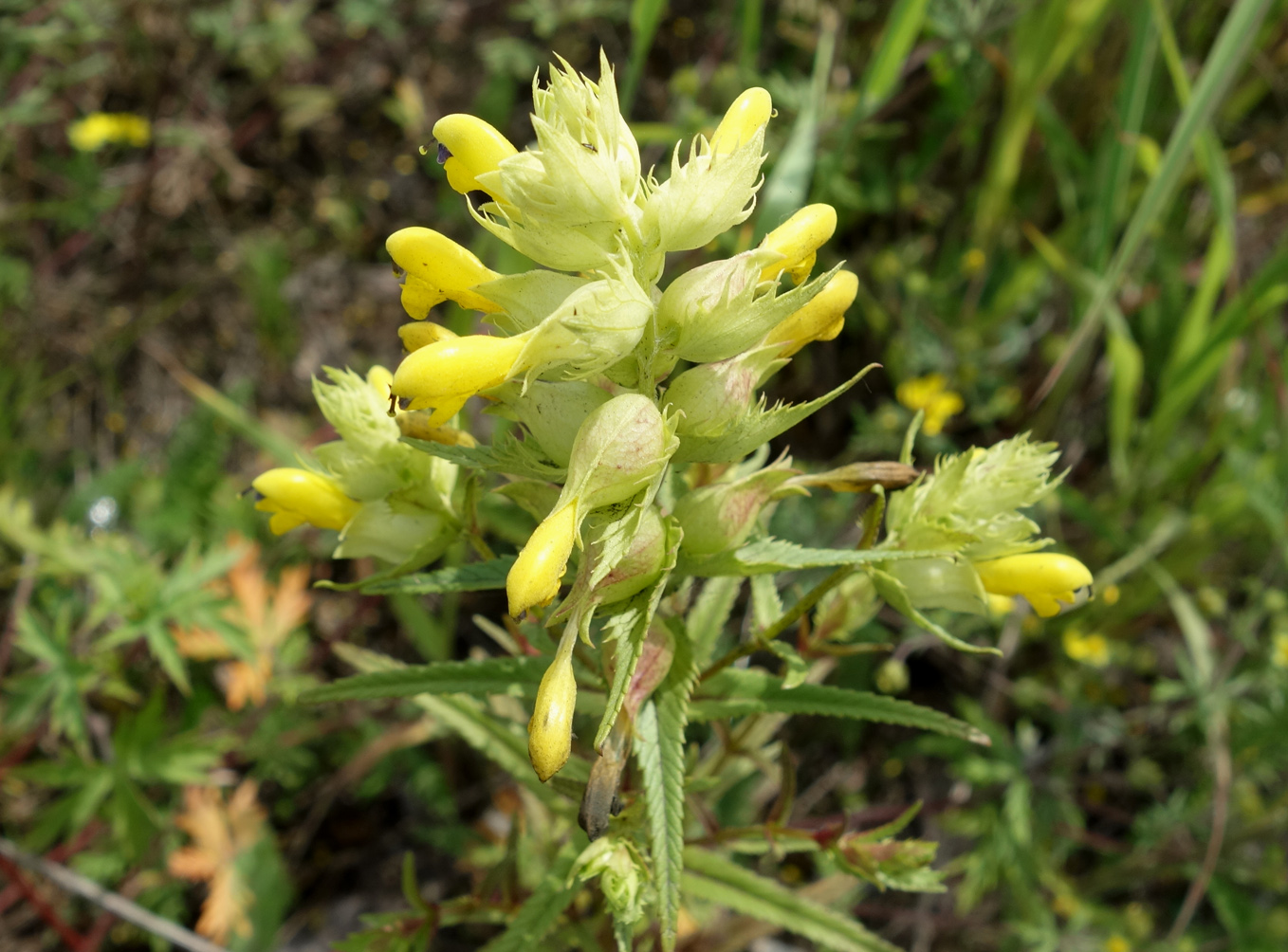 Изображение особи Rhinanthus vernalis.