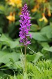 Dactylorhiza urvilleana