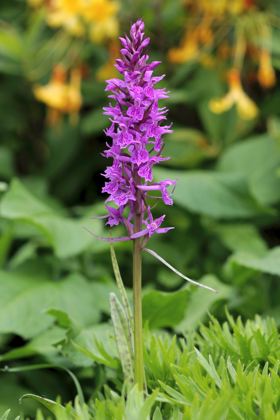 Изображение особи Dactylorhiza urvilleana.