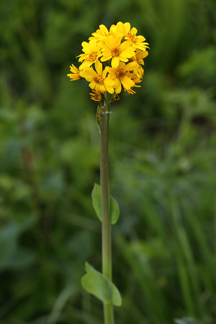 Изображение особи Ligularia glauca.