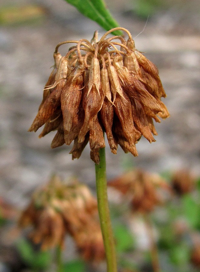 Изображение особи Trifolium repens.