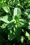 Mentha longifolia