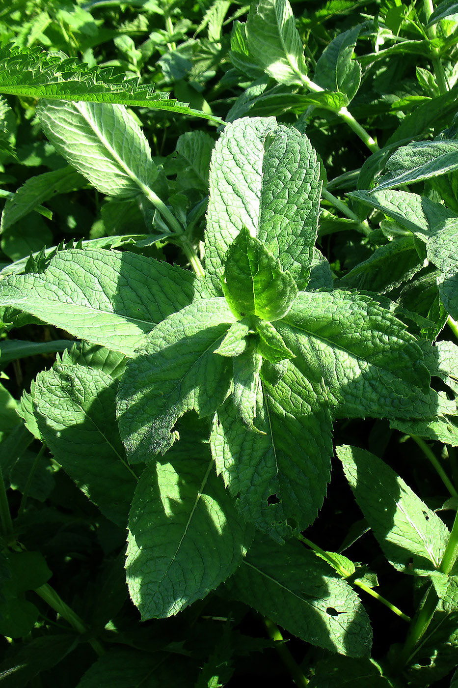 Image of Mentha longifolia specimen.