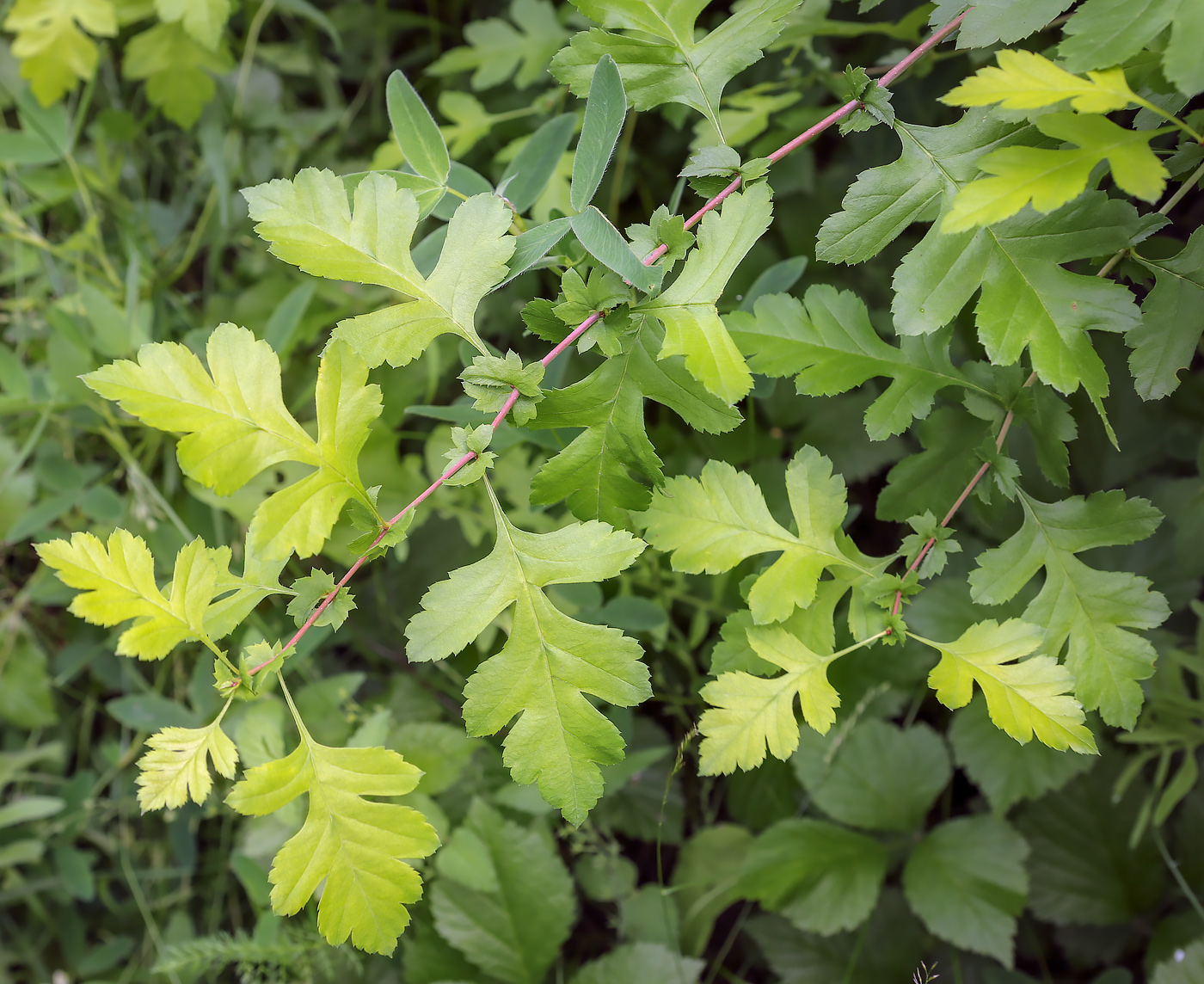 Image of Crataegus monogyna specimen.