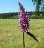 Betonica officinalis