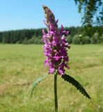 Betonica officinalis. Верхушка цветущего растения. Подмосковье, окр. г. Одинцово, опушка смешанного леса. Июль 2020 г.