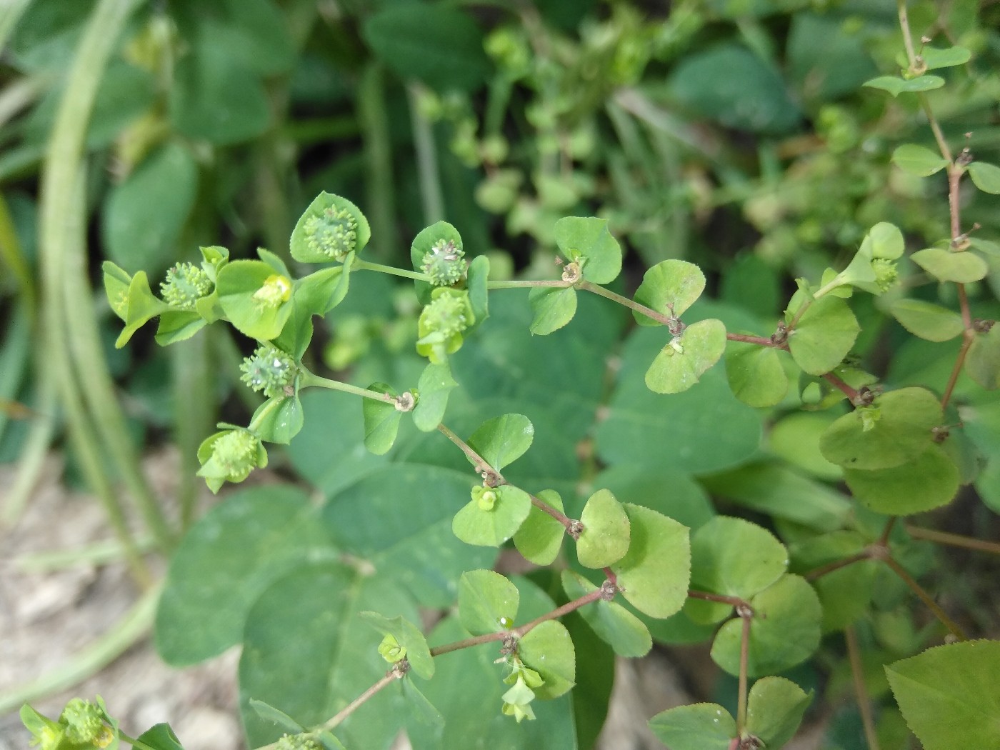 Изображение особи род Euphorbia.