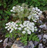 Kitagawia eryngiifolia. Цветущее растение. Приморский край, Партизанский р-н, гора Ольховая, выс. 1600 м н.у.м., среди камней. 29.07.2020.