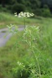 Cnidium dauricum