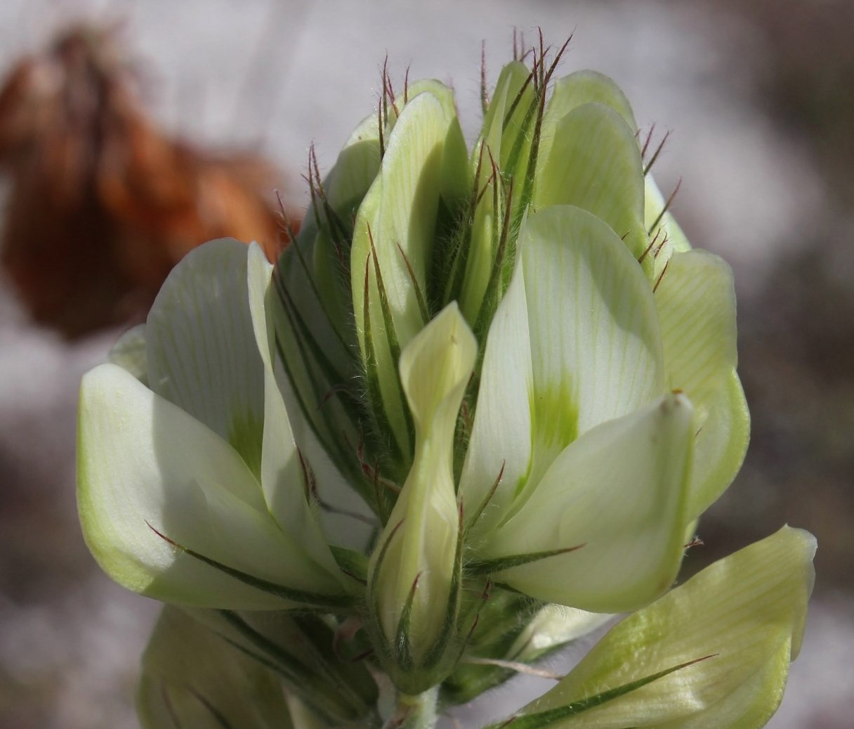 Image of Hedysarum grandiflorum specimen.