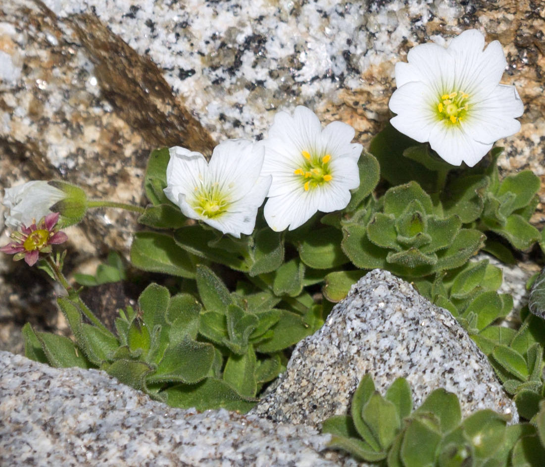 Image of Cerastium undulatifolium specimen.