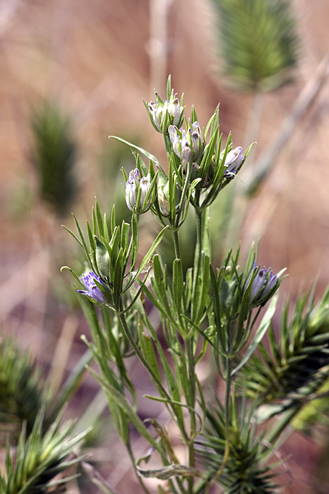 Image of Nigella integrifolia specimen.