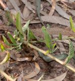 Amaranthus tuberculatus