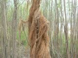 Salix viminalis. Часть ствола с придаточными корнями, образовавшимися во время паводка. Хабаровский край, Хабаровский р-н, Большой Уссурийский остров, берег протоки. 16.05.2020.