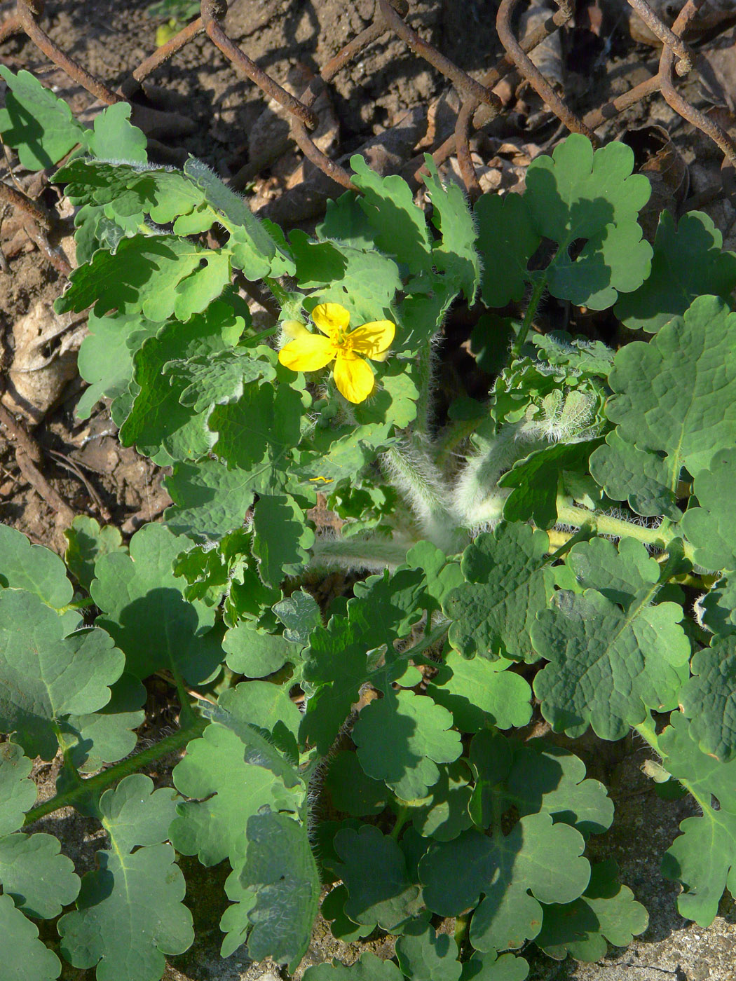 Image of Chelidonium majus specimen.