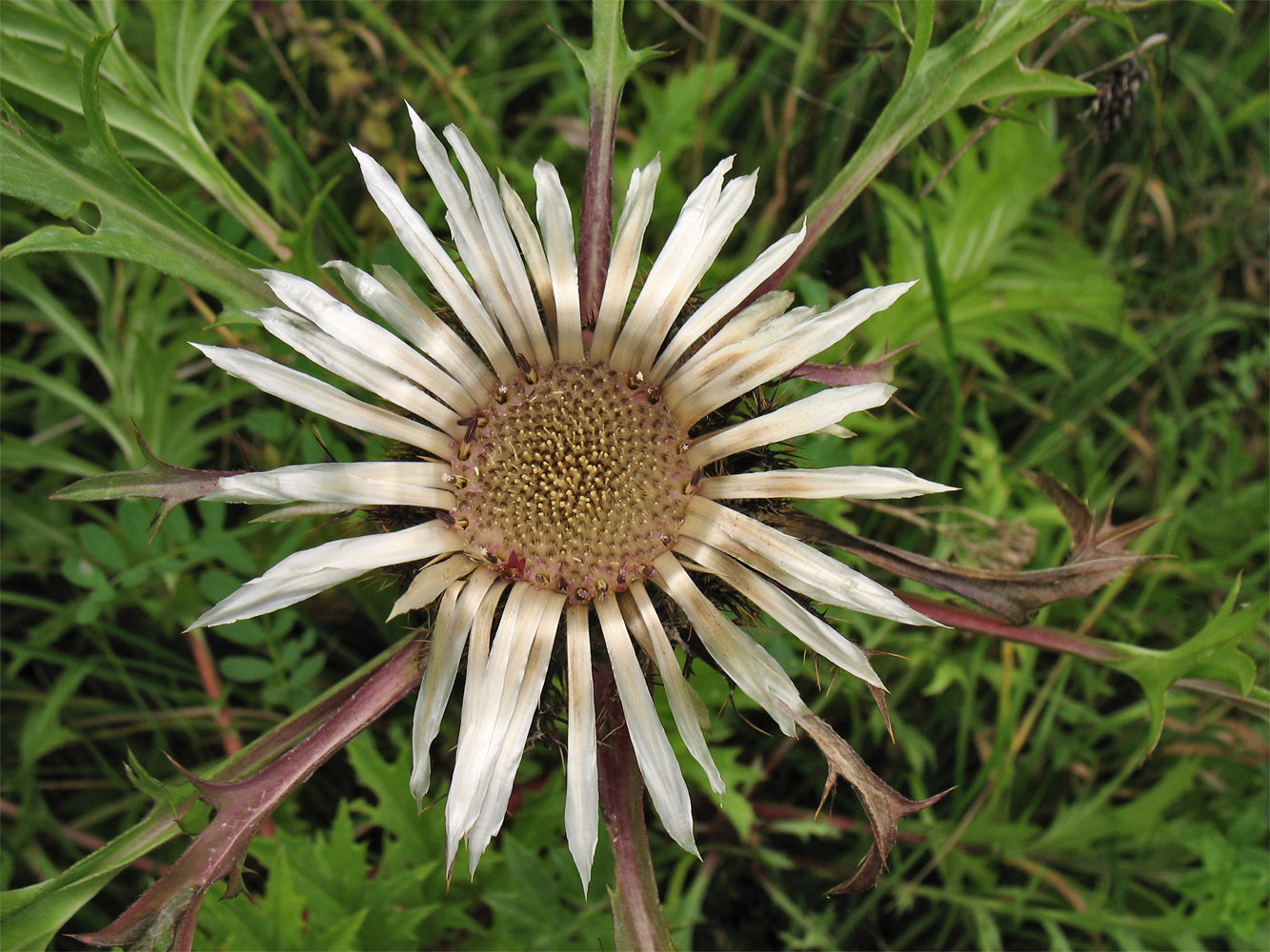 Image of Carlina cirsioides specimen.