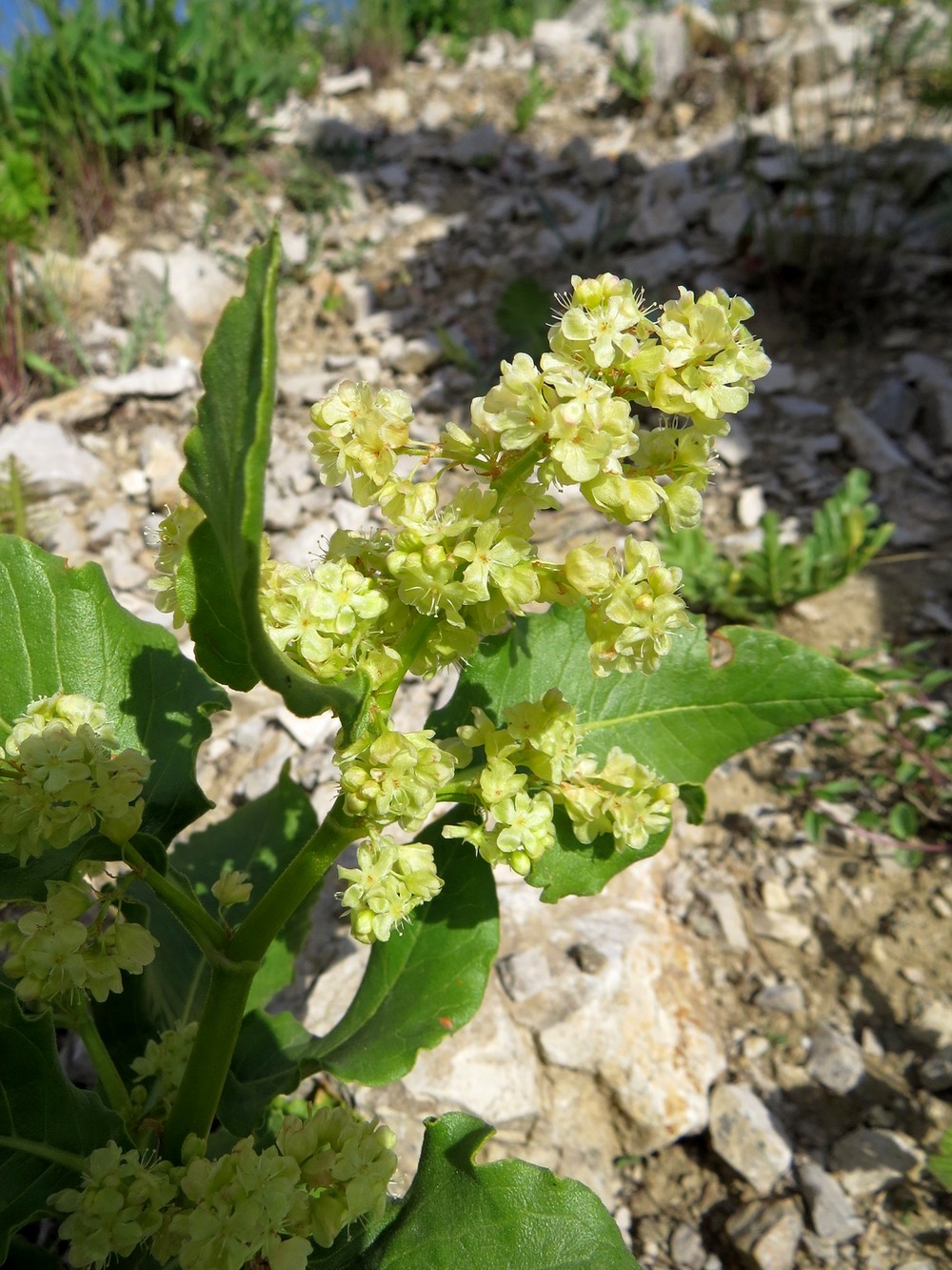 Изображение особи Aconogonon hissaricum.