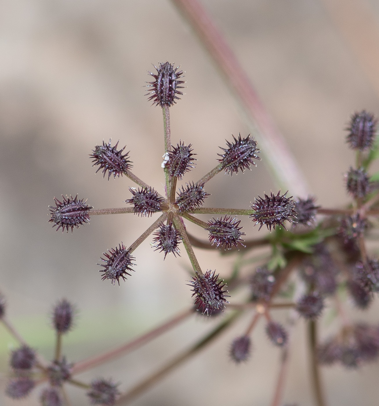 Изображение особи Daucus montanus.