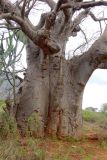 Adansonia digitata