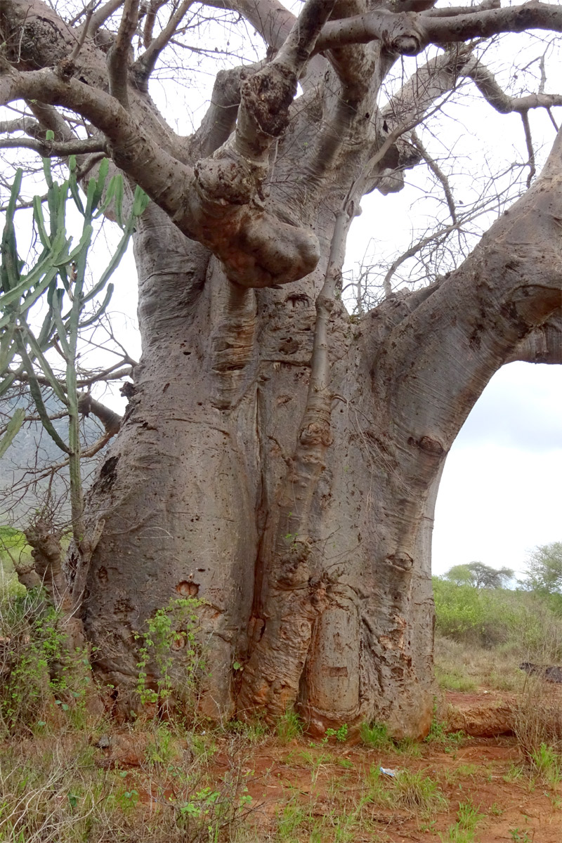 Изображение особи Adansonia digitata.