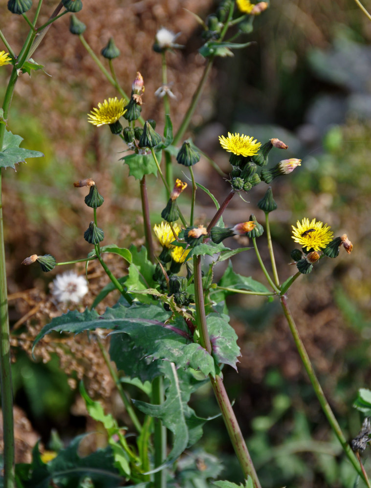 Изображение особи Sonchus oleraceus.