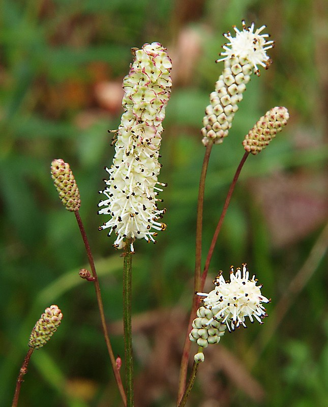 Image of Sanguisorba parviflora specimen.