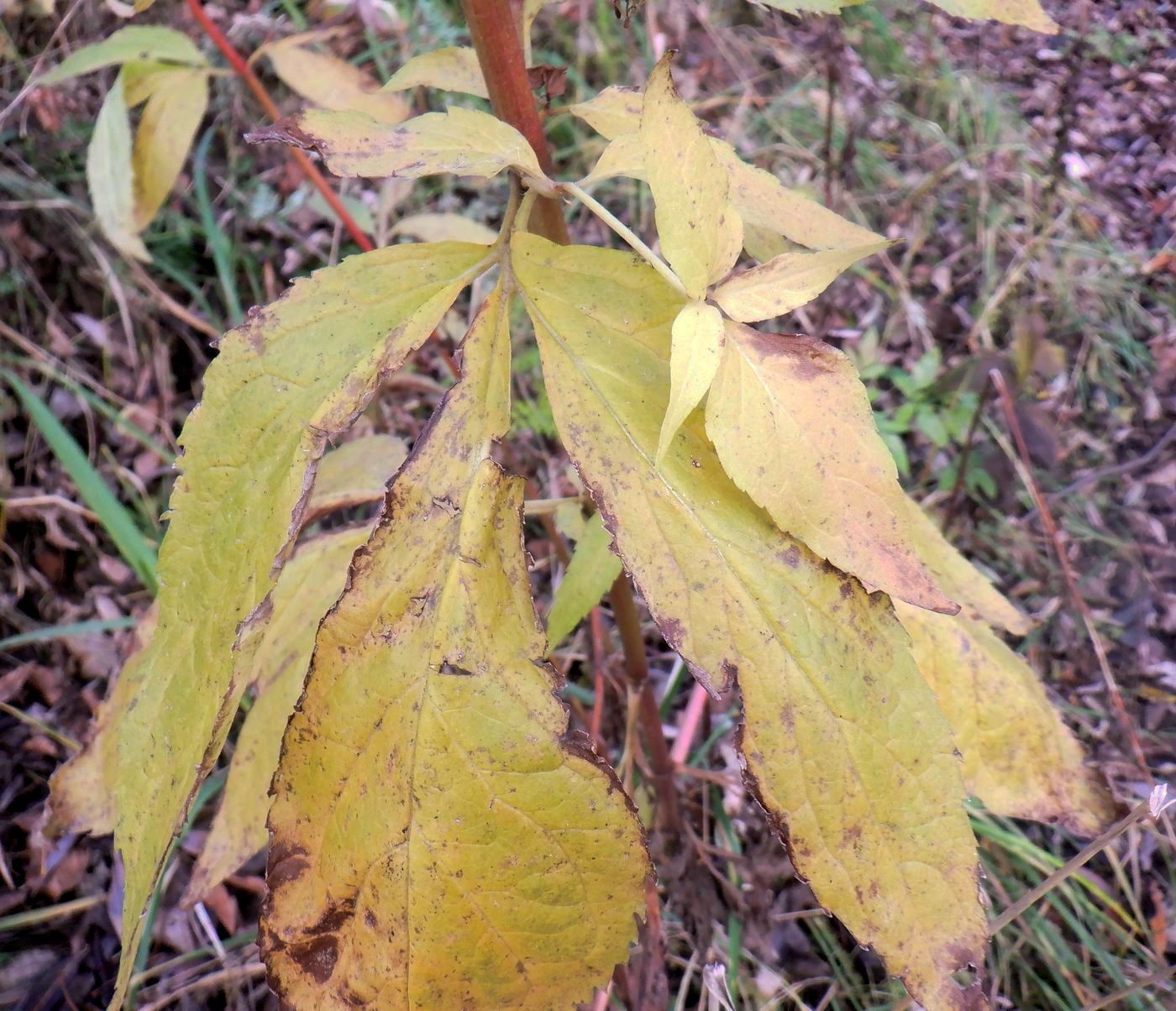 Image of Eupatorium cannabinum specimen.