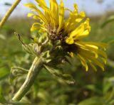 Inula salicina. Соцветие. Тульская обл., Плавский р-н, окр. пос. Молочные Дворы, балка, суходольный луг. 23.07.2008.