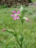 Pleconax conica