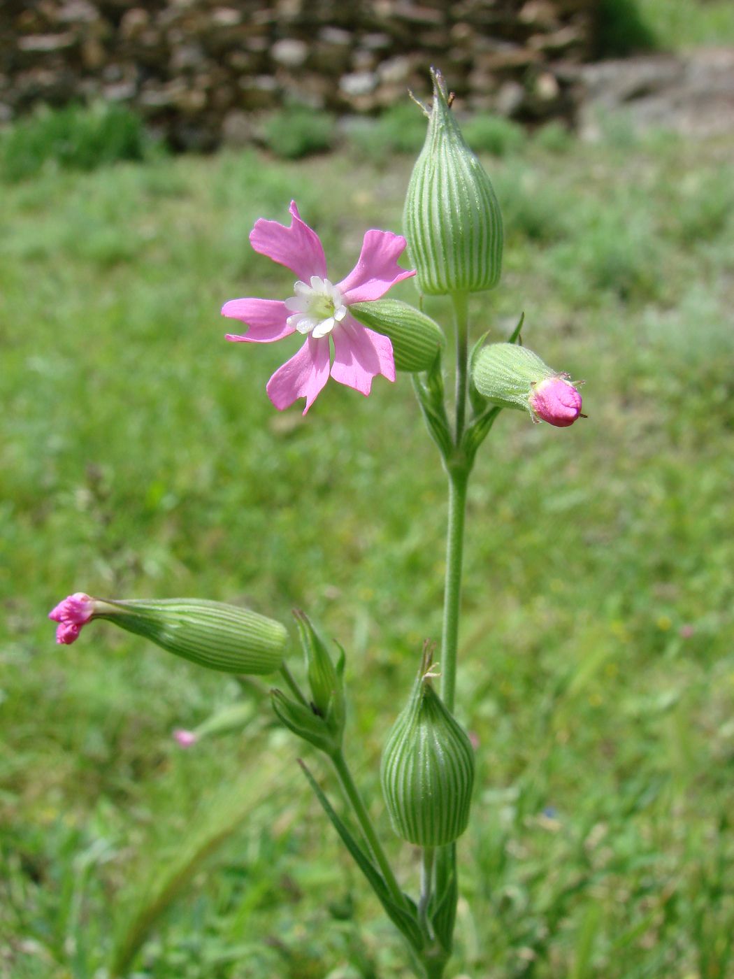 Image of Pleconax conica specimen.