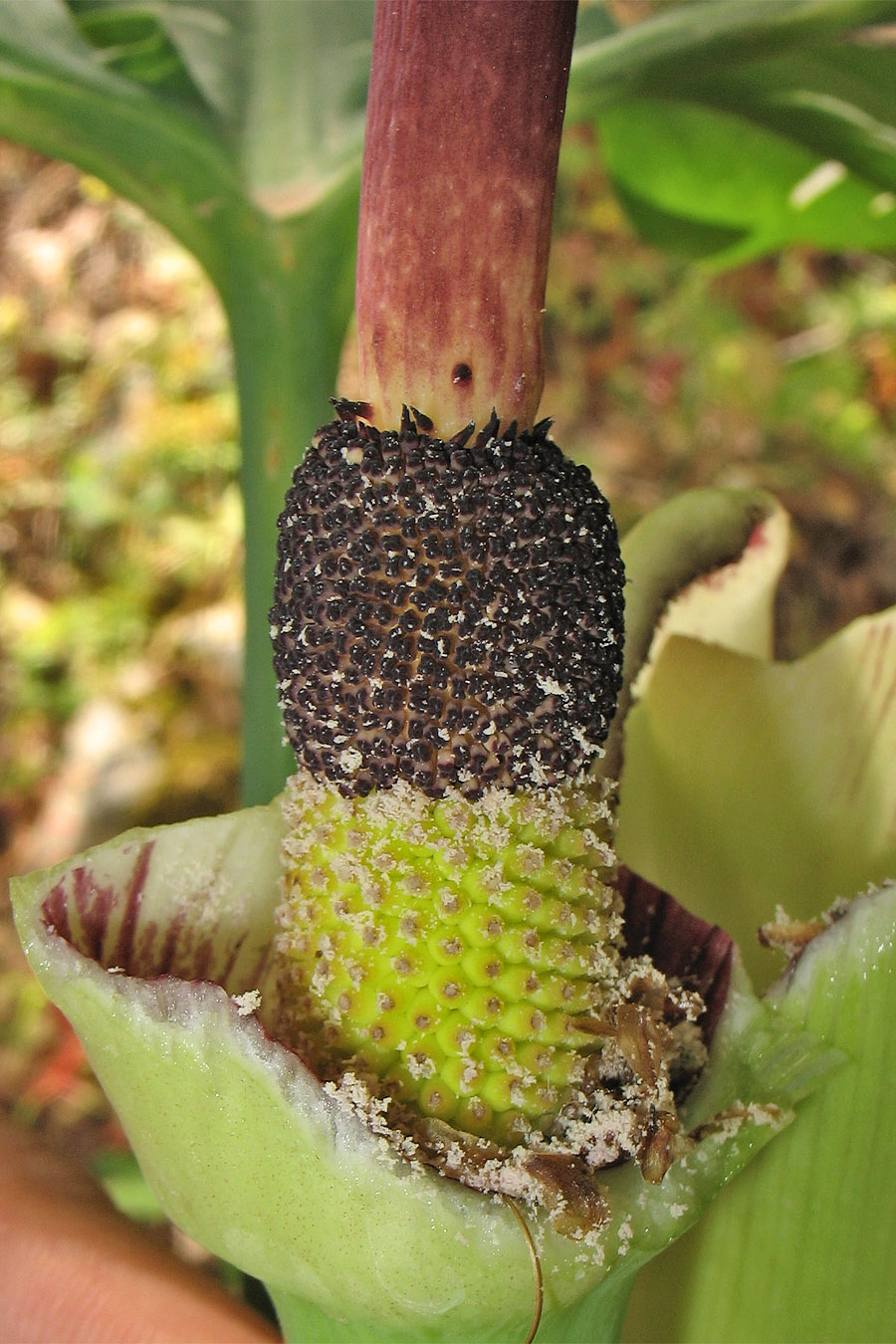 Image of Dracunculus vulgaris specimen.